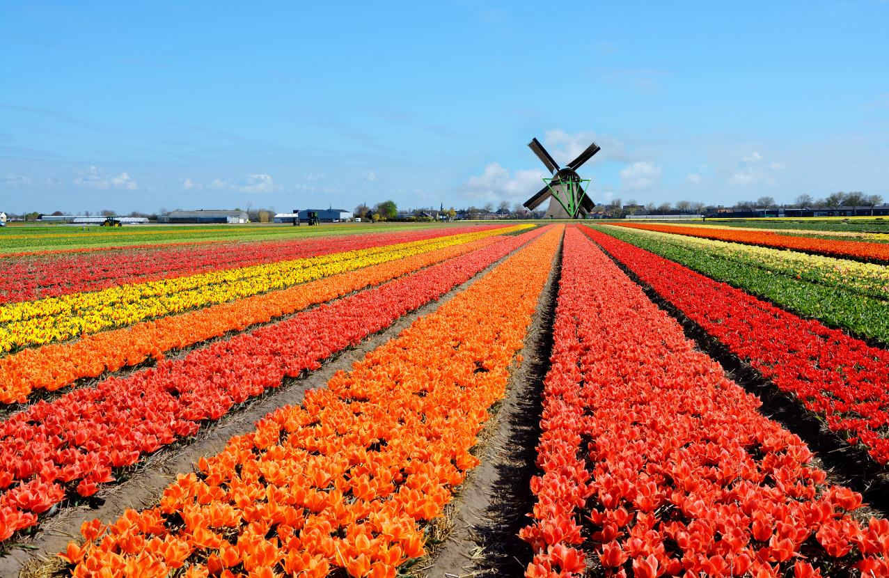 큐켄호프 공원  keukenhof gardens