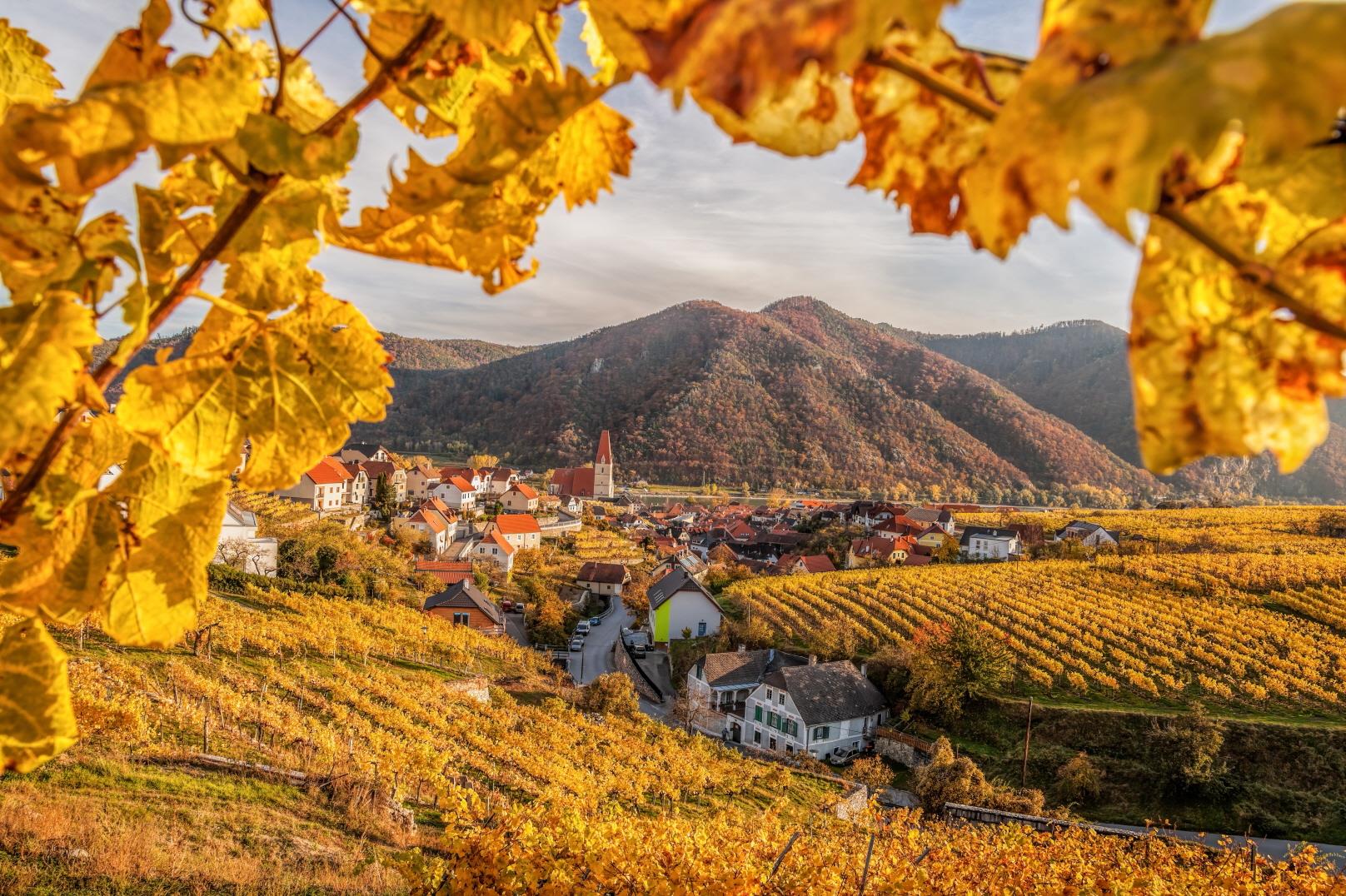 바카우 와이너리  Wachau winery
