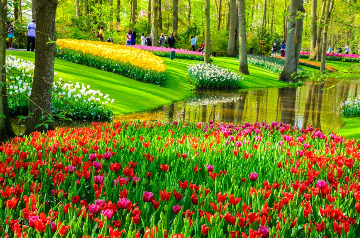 큐켄호프 축제  Keukenhof