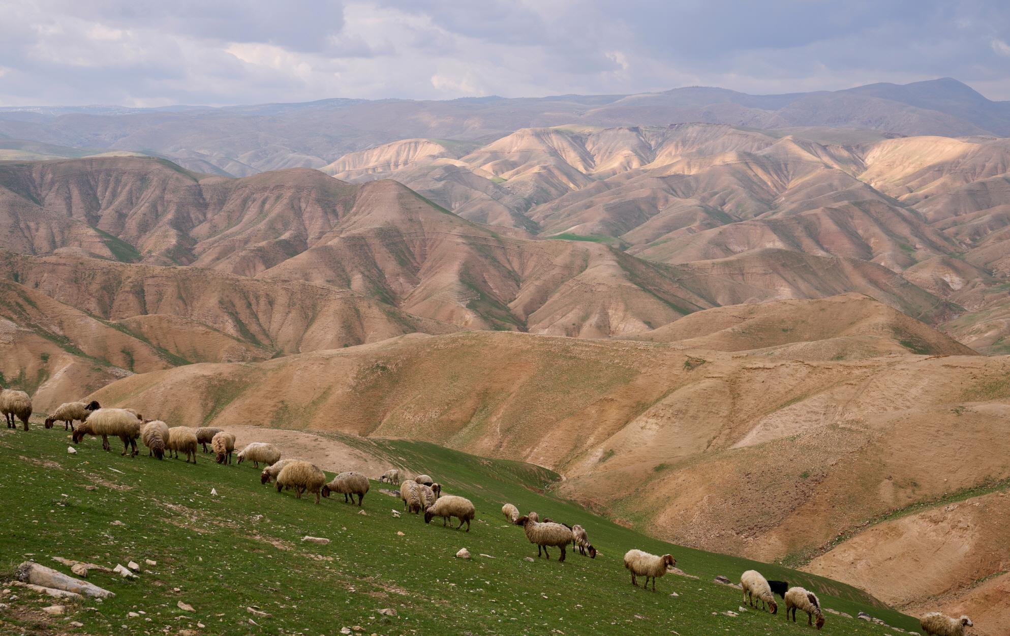 유대 광야  The Judean Desert