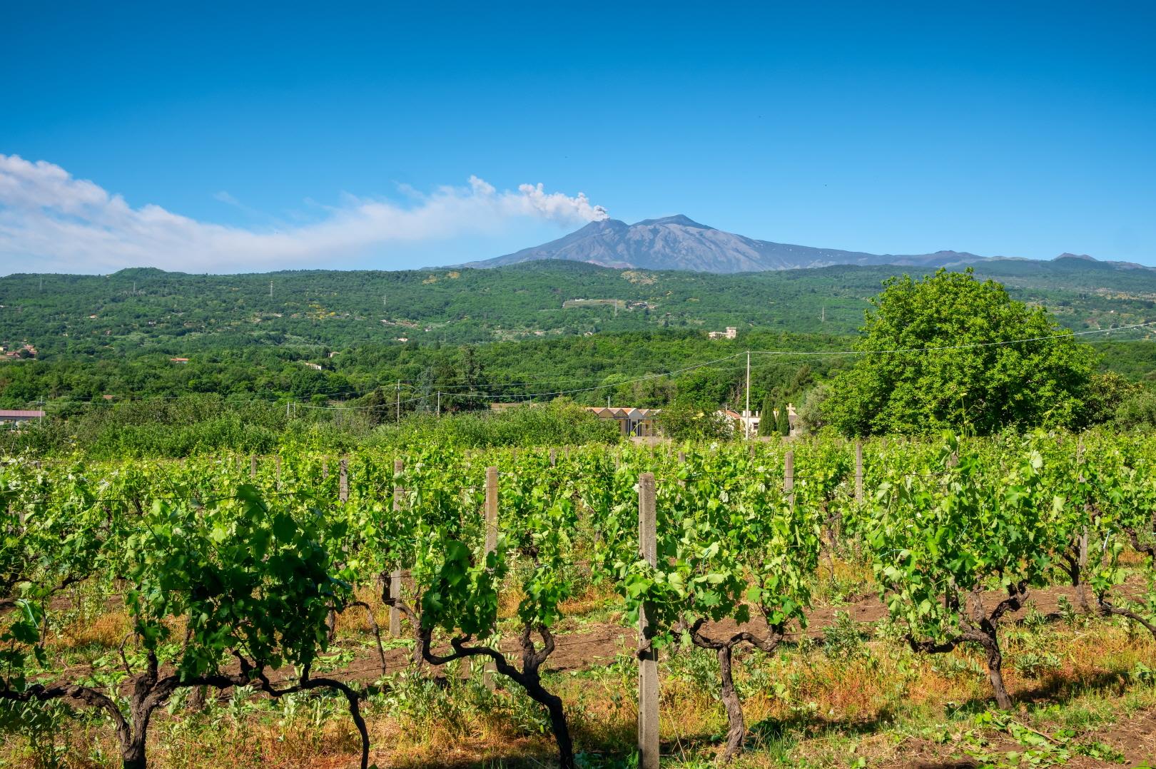 시칠리아 와이너리  sicily winery