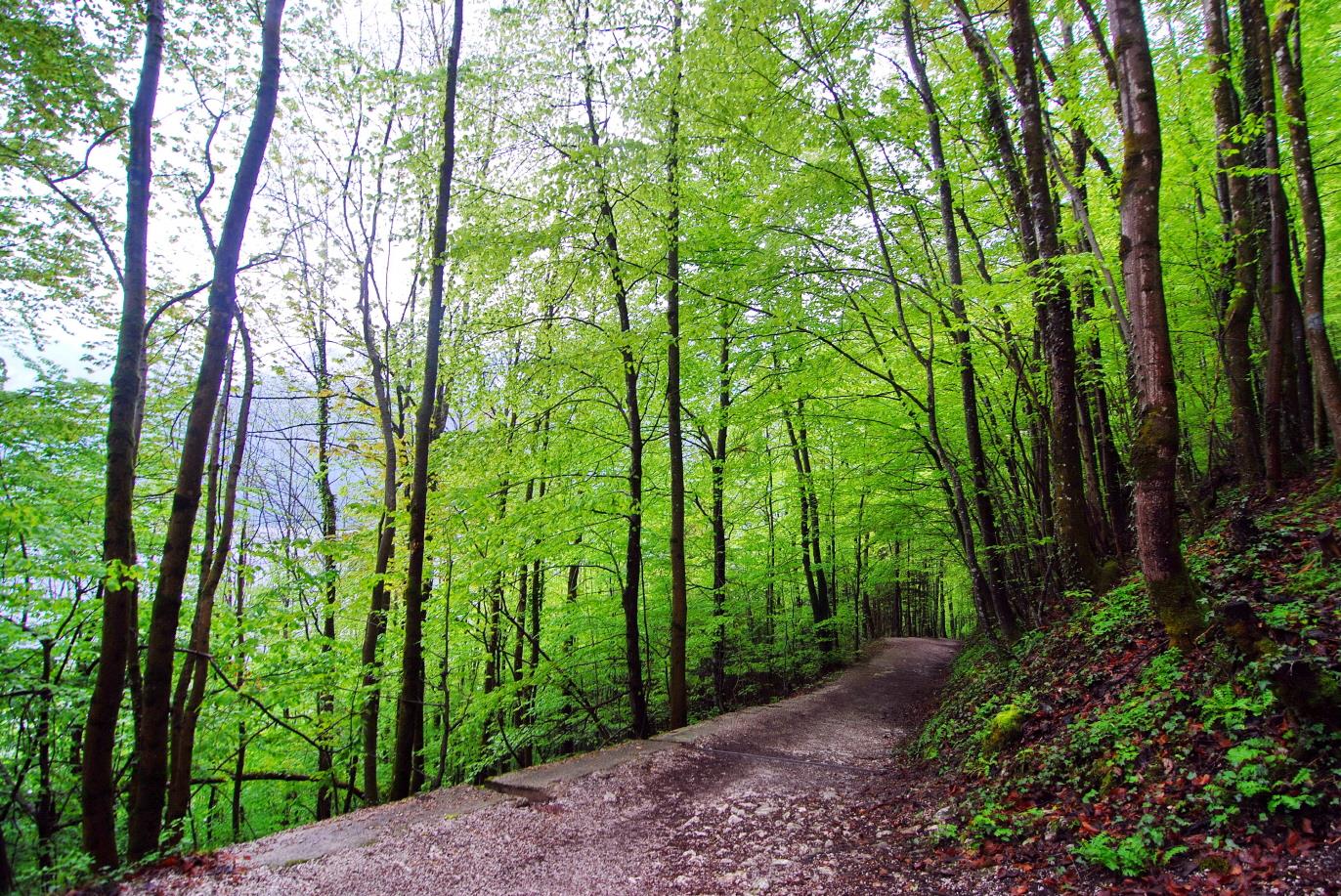 할슈타트호수 트레킹  Hallstatter See trekking