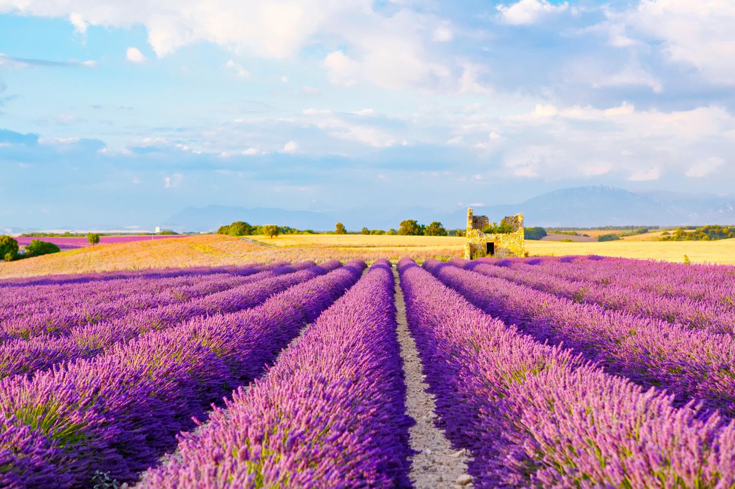 발랑솔 라벤더필드  Valensole Lavender field