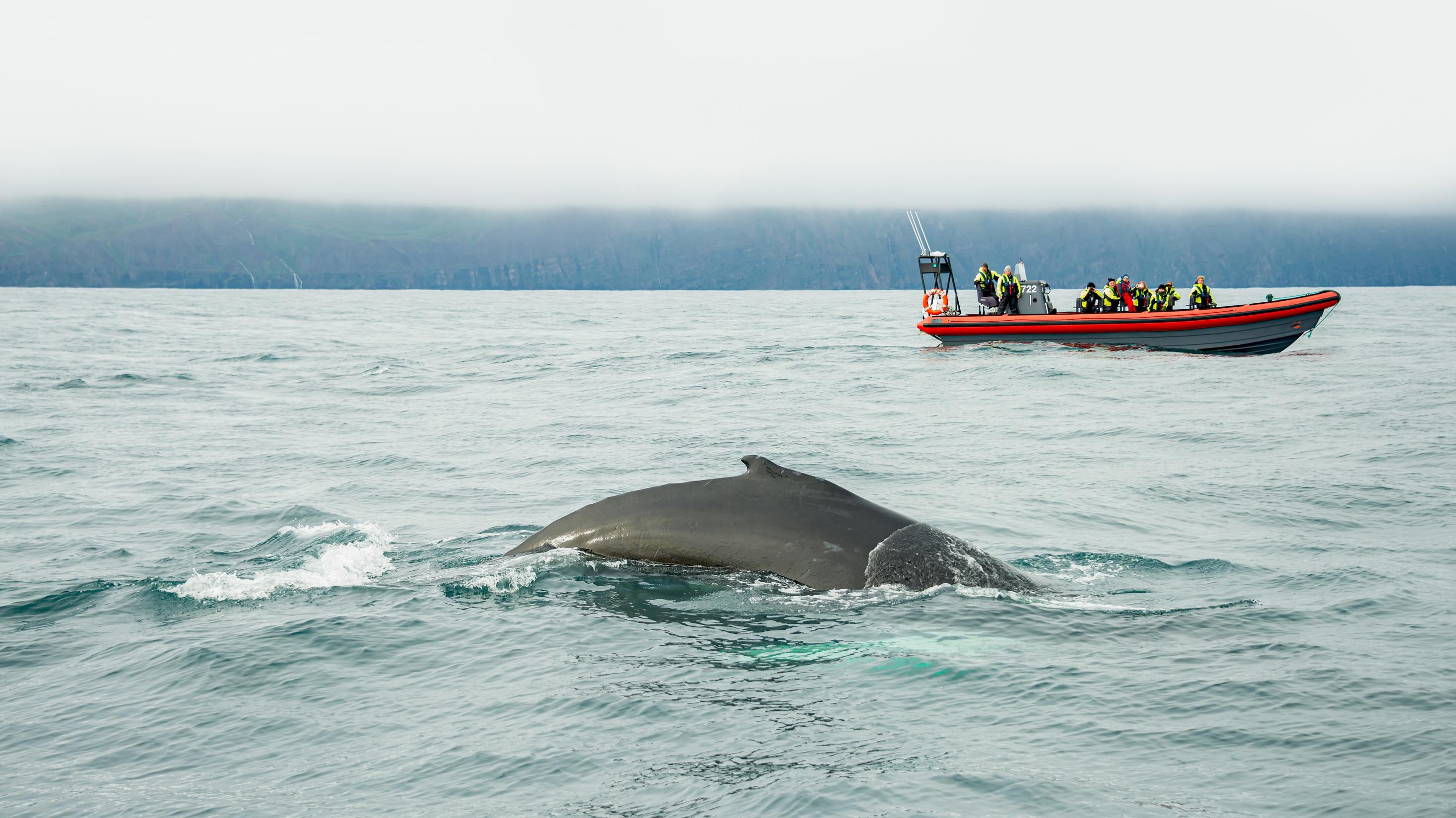 고래 사파리투어  Whale safari