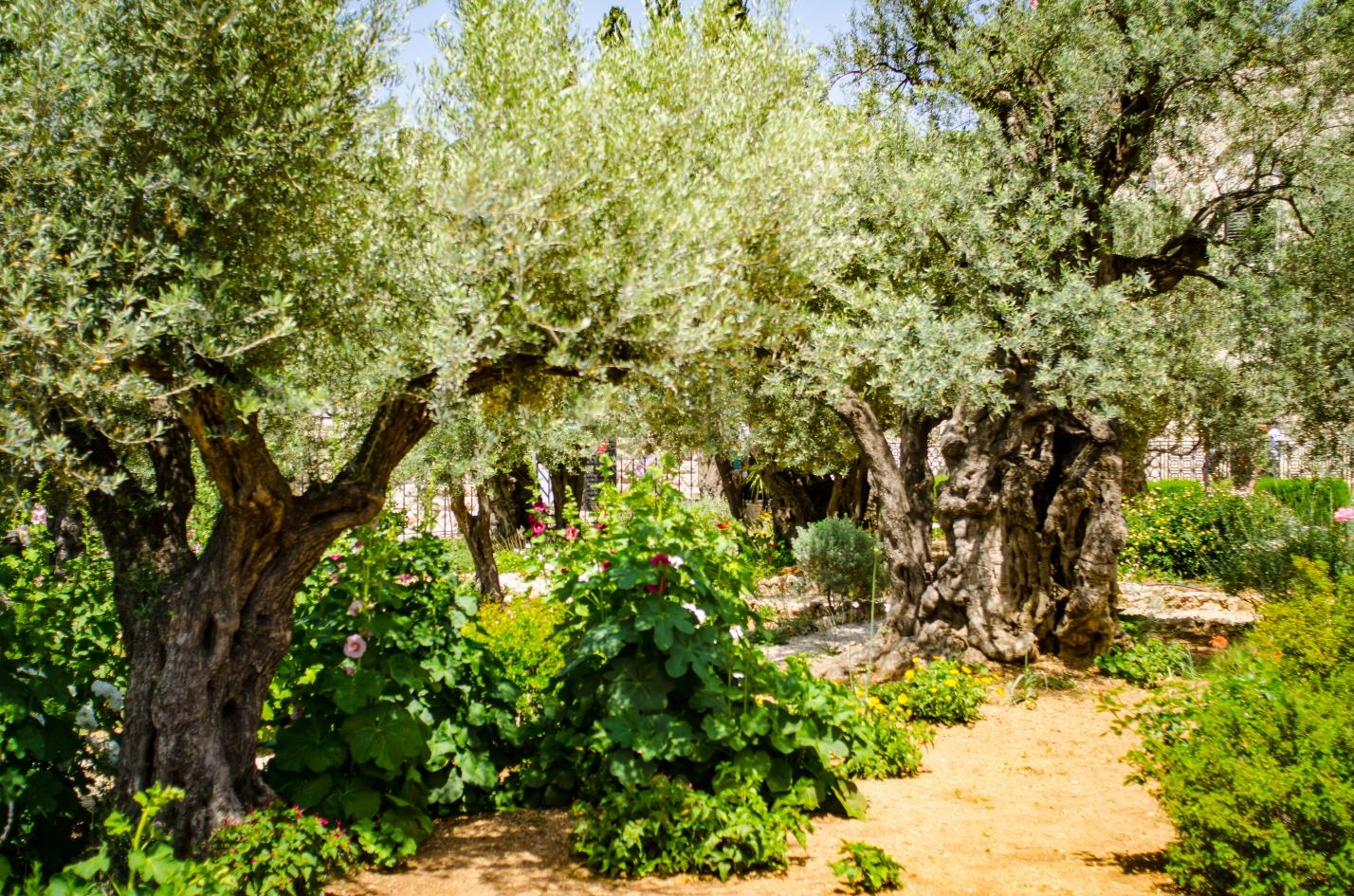 겟세마네 동산이 있는 감람산  Mount of Olives