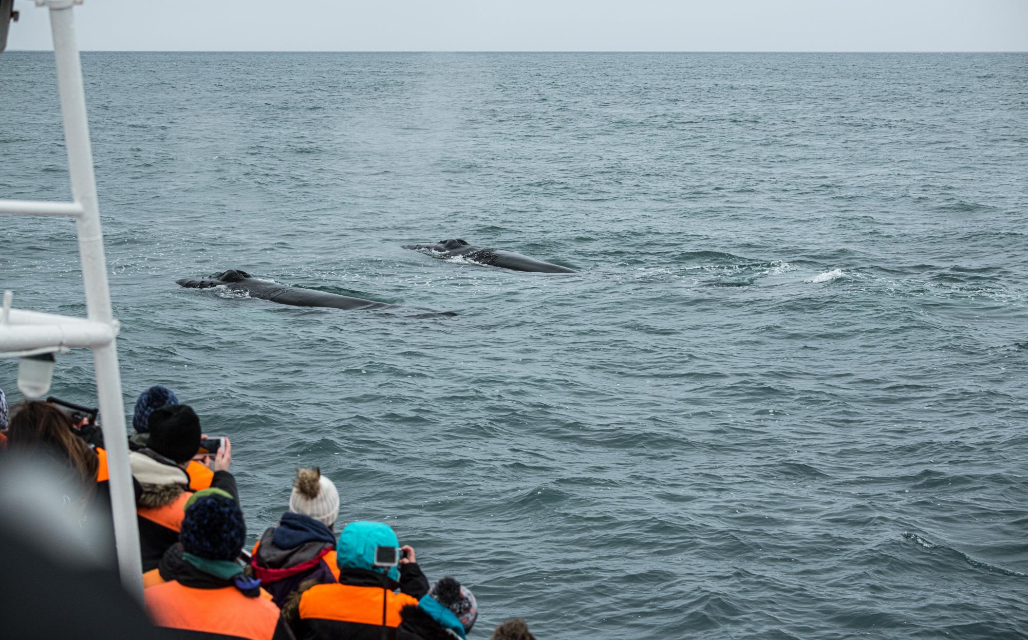 고래 사파리투어  Whale safari