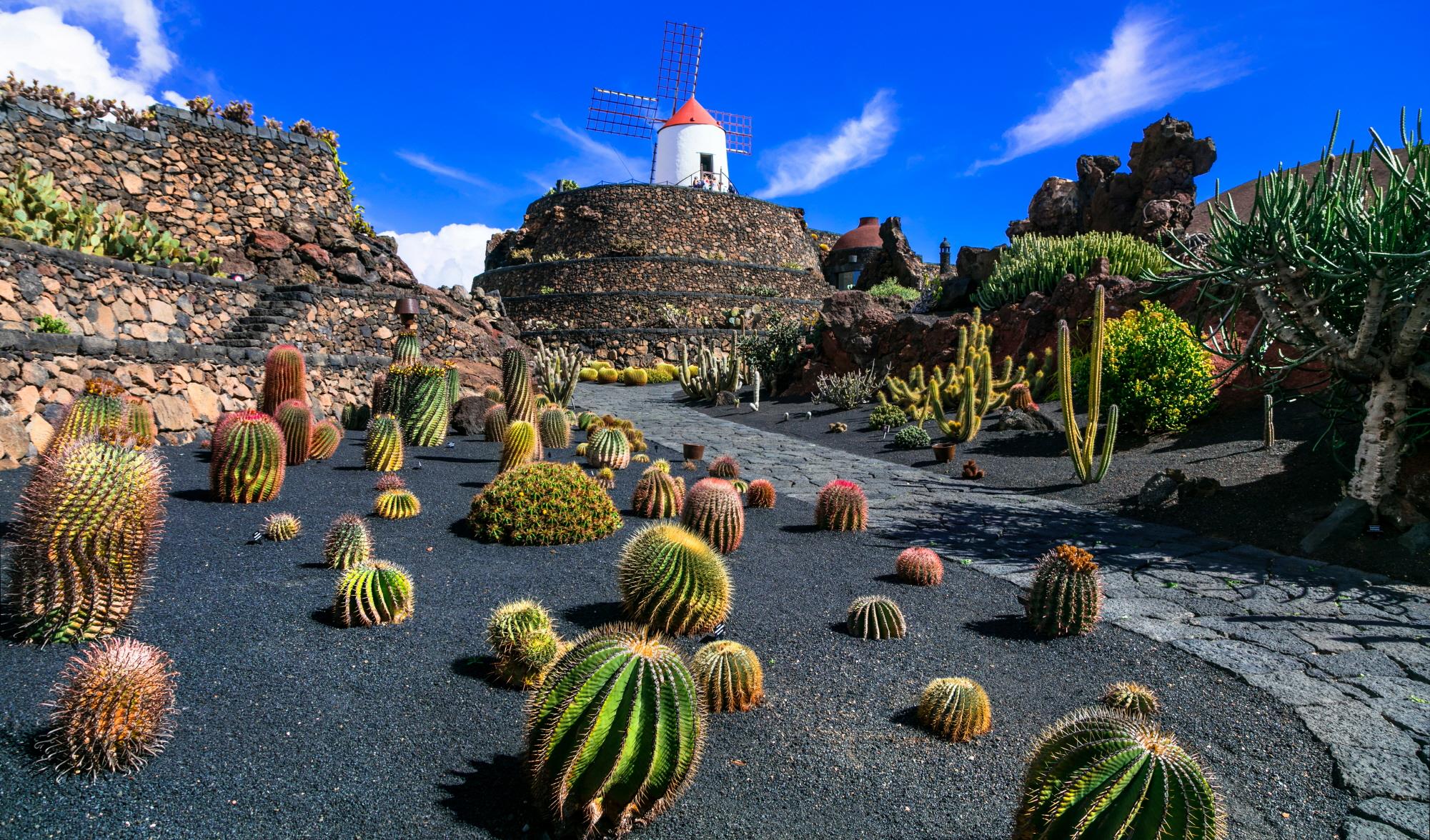 선인장 정원  Jardin de cactus