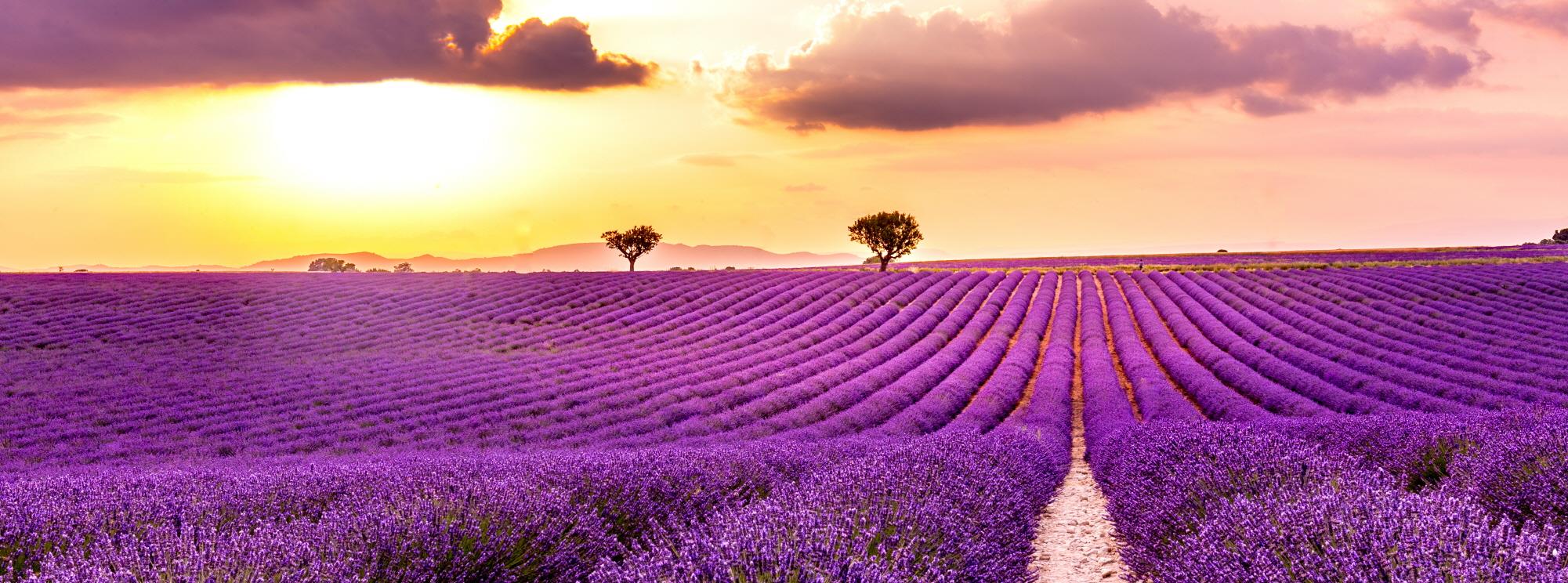 발랑솔 라벤더필드  Valensole Lavender field