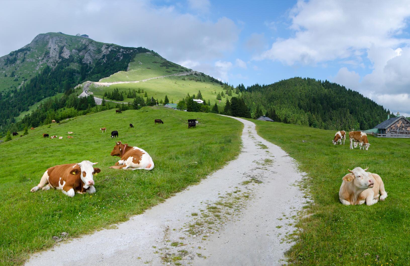 샤프베르크 트레킹  Schafberg trekking