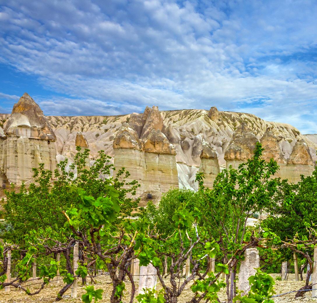 카파도기아 와이너리  Cappadocia winery