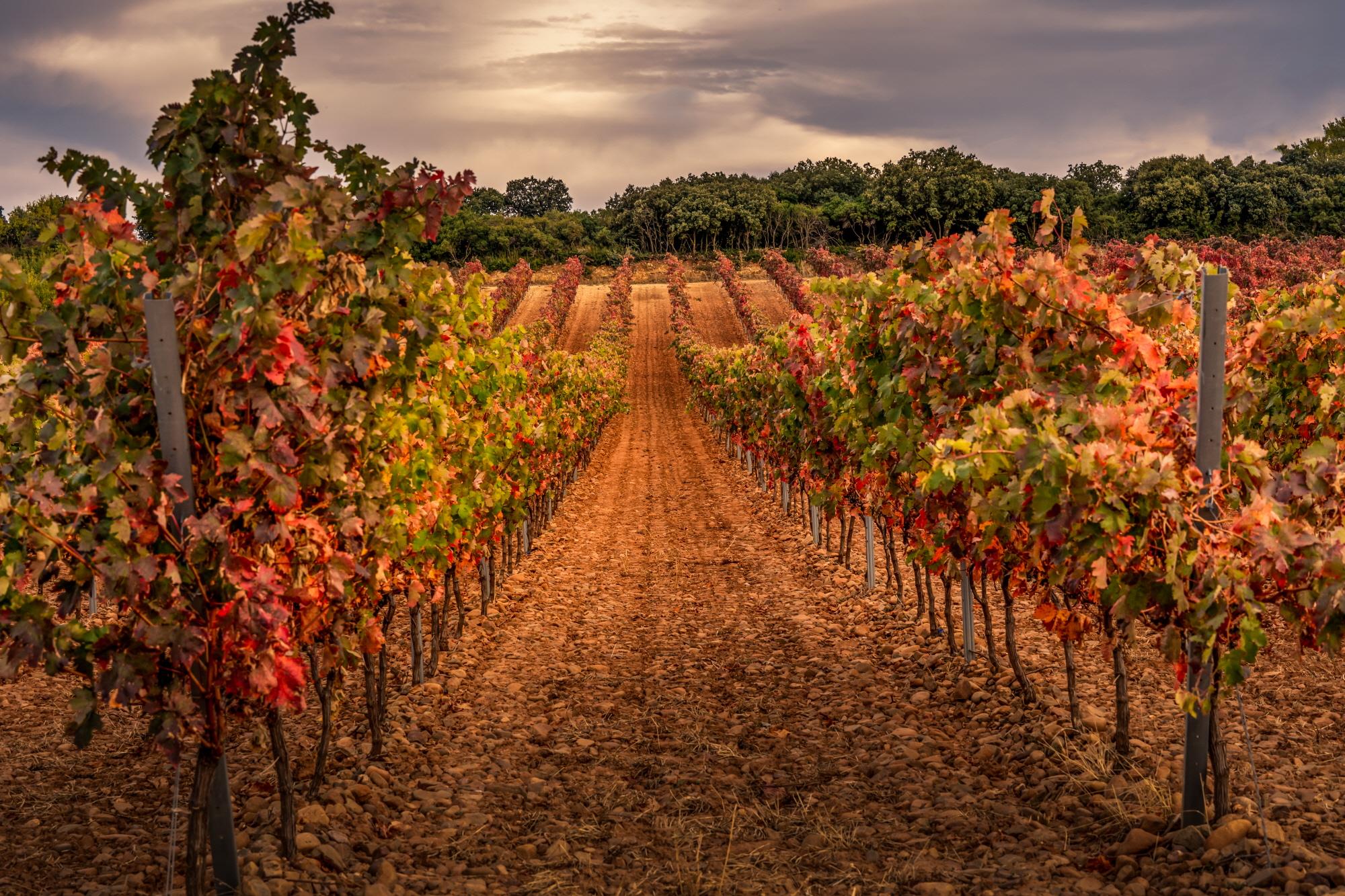 리오하 와이너리  Rioja Winery