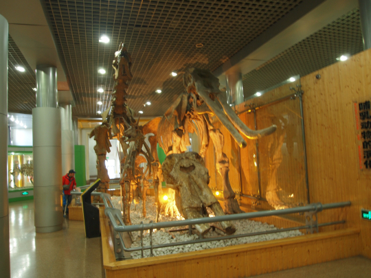 북경자연박물관