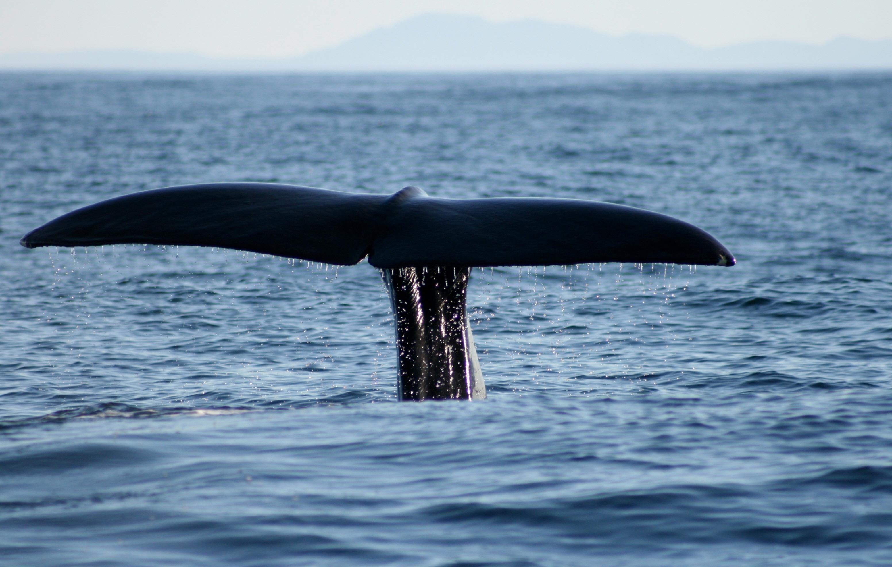 고래 사파리투어  Whale safari