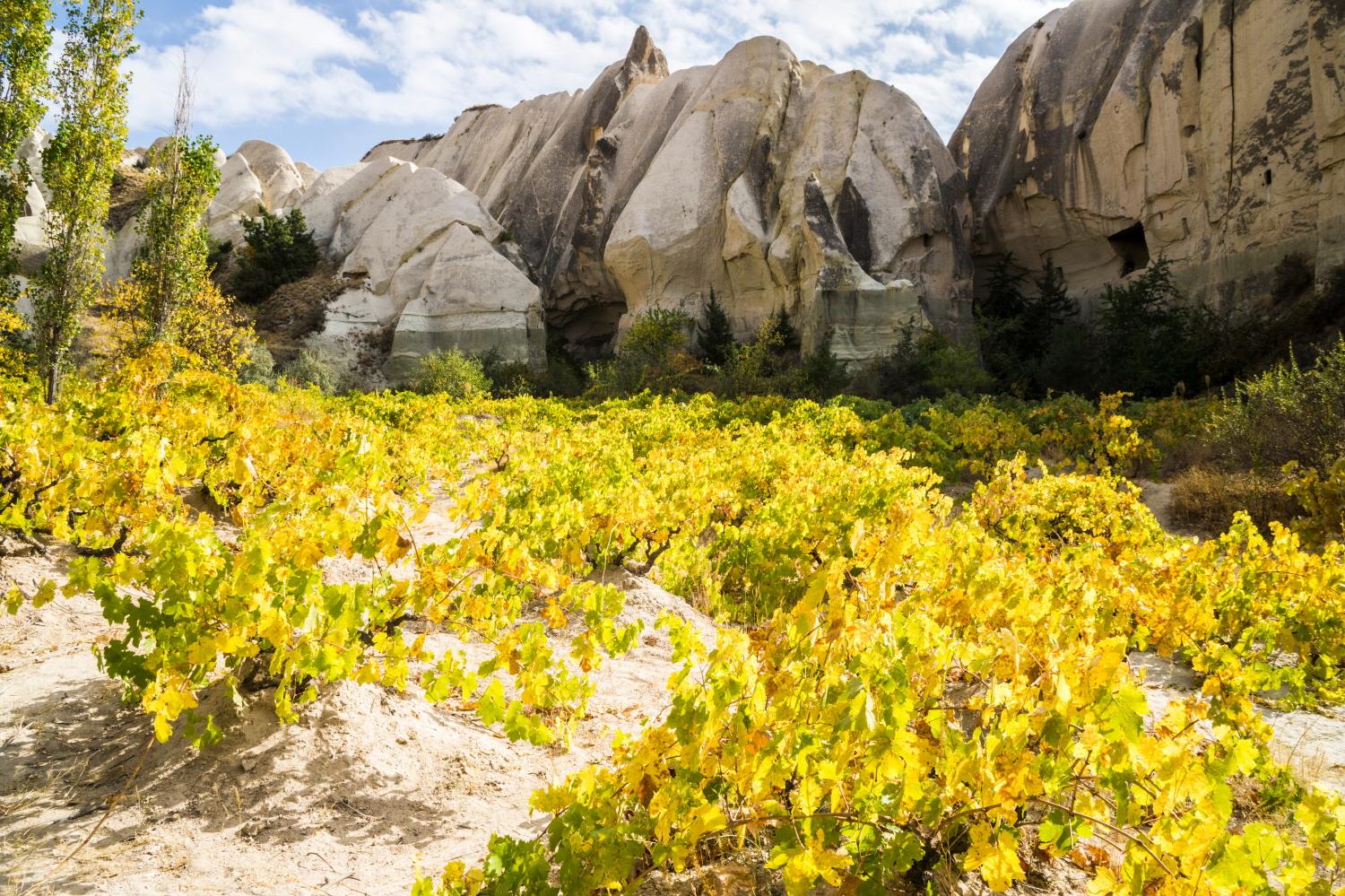 카파도기아 와이너리  Cappadocia winery