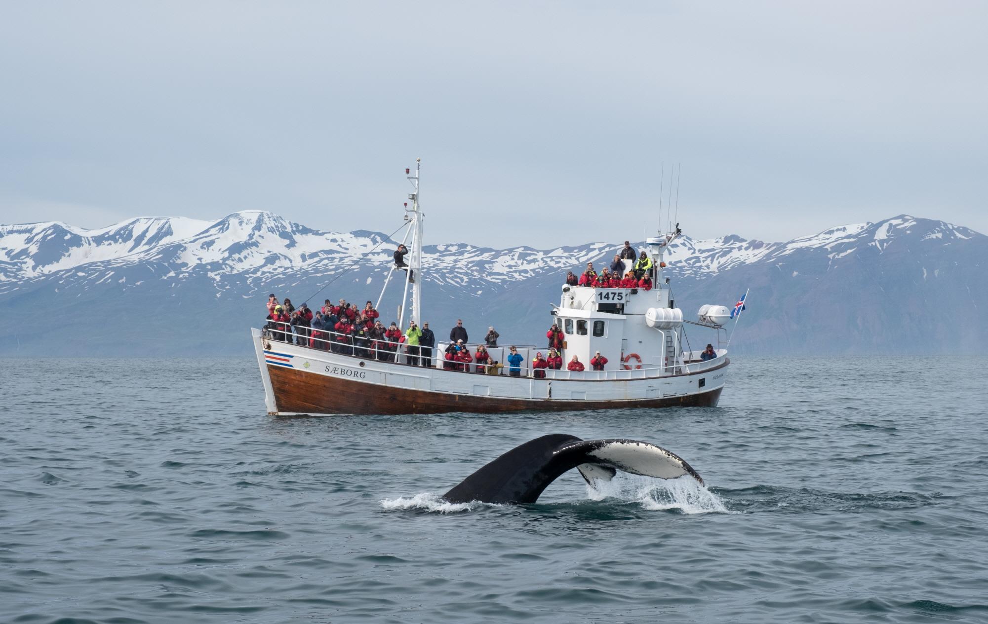 고래 사파리투어  Whale safari
