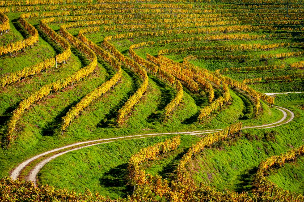 라모라-바롤로 트레킹  Langhe area trekking and walking