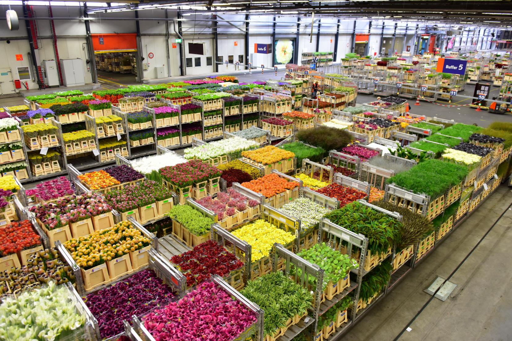 알스미어 화훼경매장  Aalsmeer Flower Auction(Flora Holland Aalsmeer)