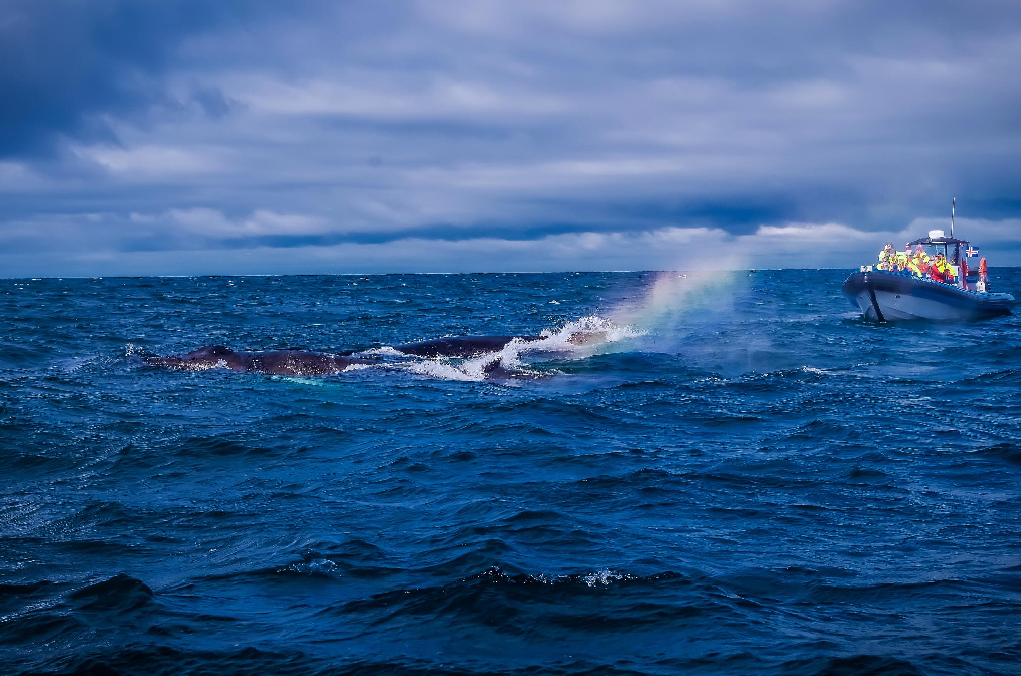 고래 사파리투어  Whale safari