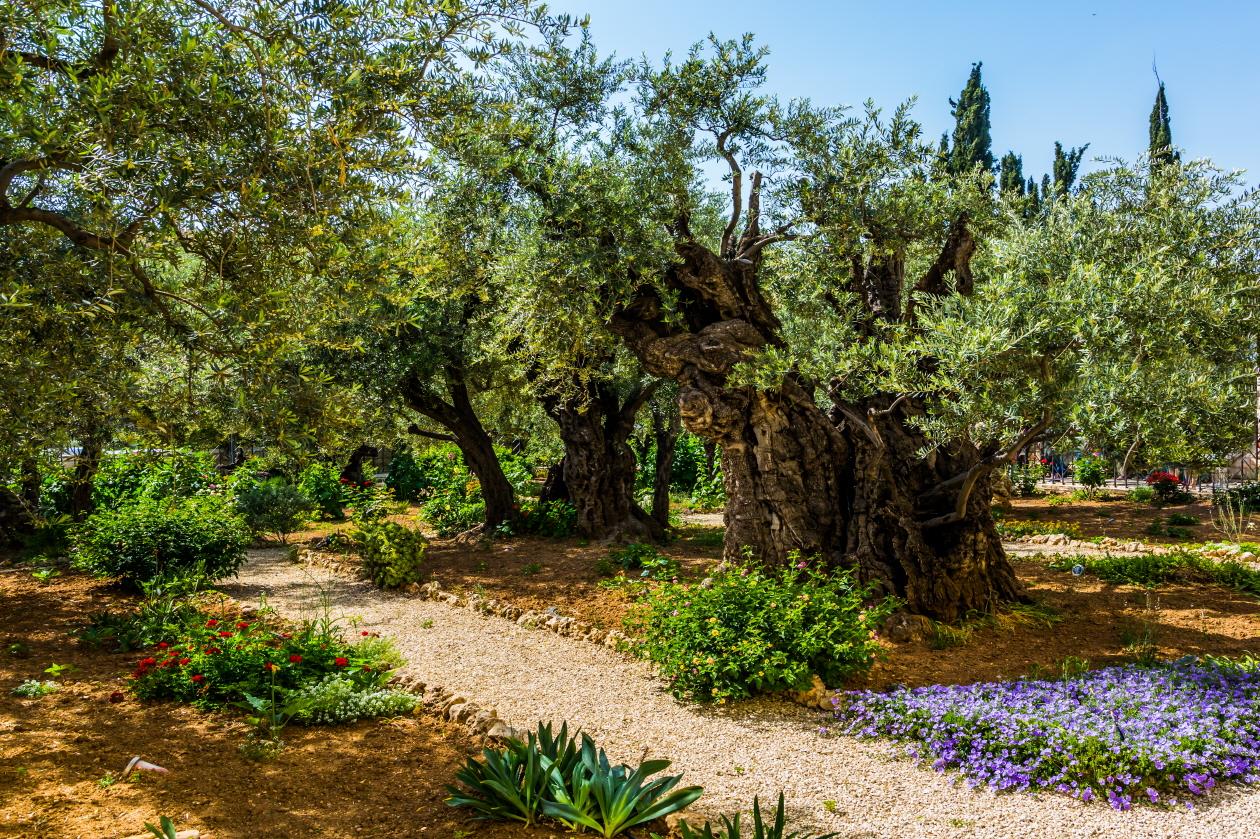 겟세마네 동산이 있는 감람산  Mount of Olives
