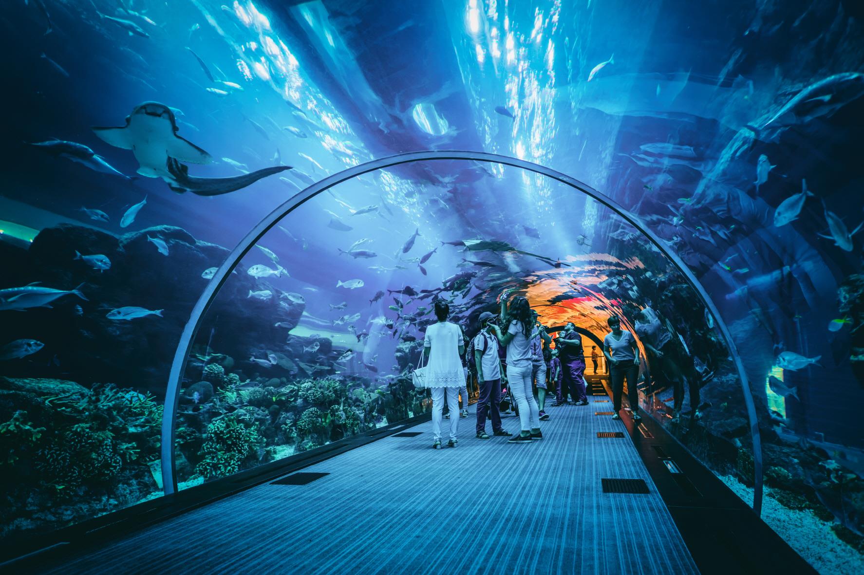 두바이 수족관  Dubai Aquarium