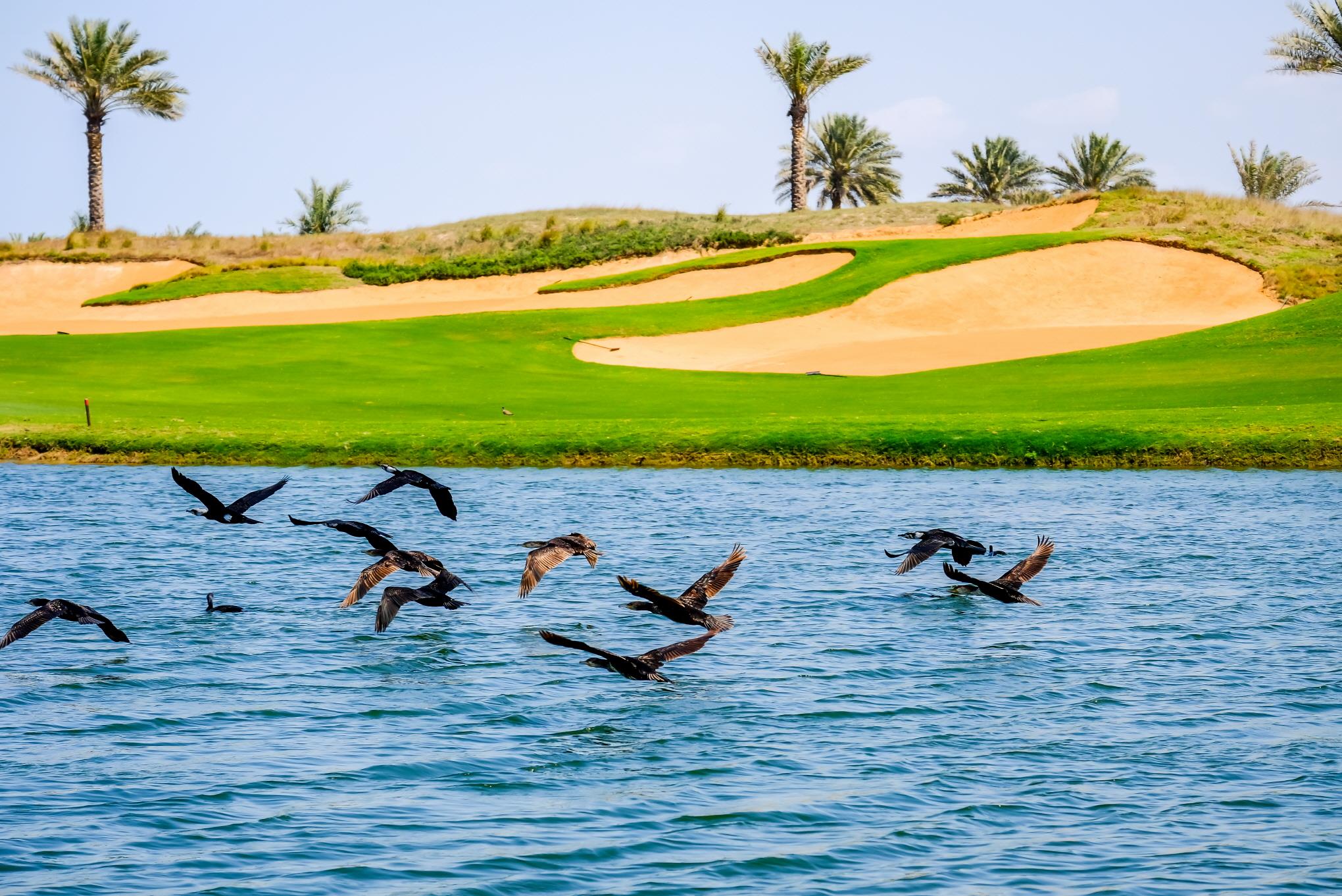 아부다비 골프라운딩  Abu Dhabi golf