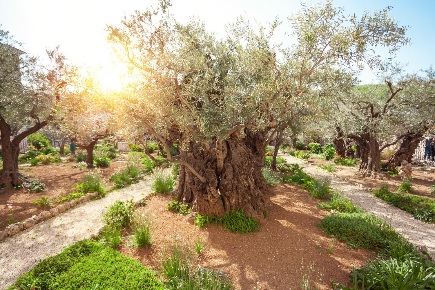 겟세마네 동산이 있는 감람산  Mount of Olives