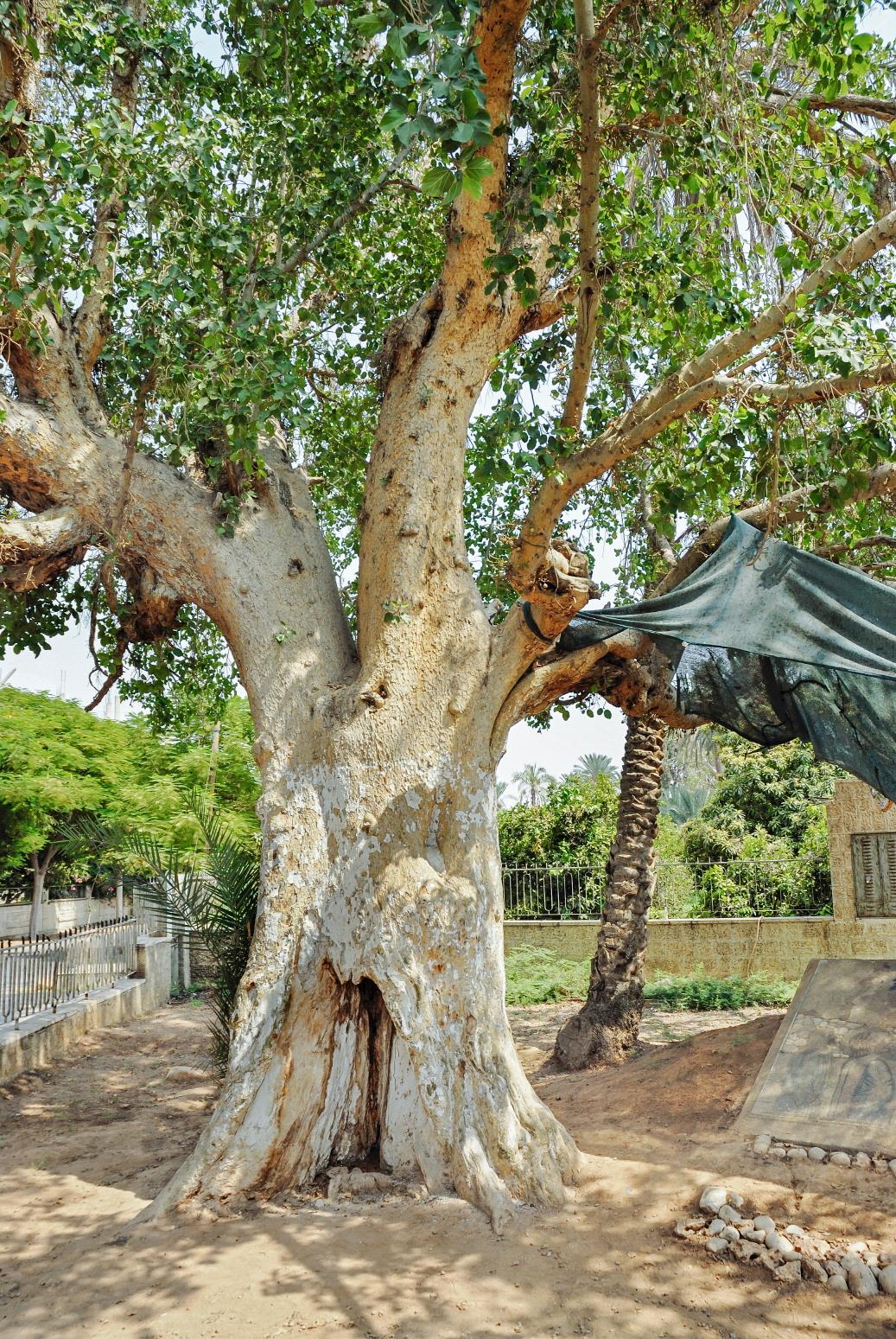 삭개오의 돌무화과 나무  Sycamoe-fig of Zacchaeus